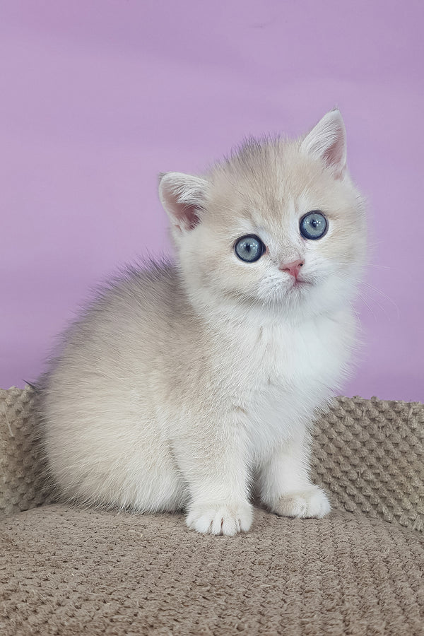 Adelle | British Shorthair Kitten