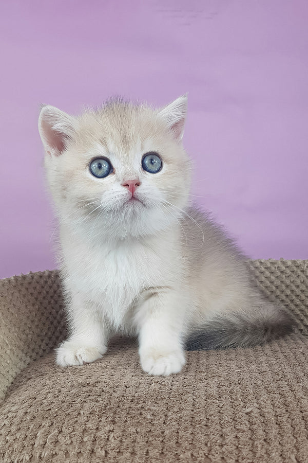 Adelle | British Shorthair Kitten