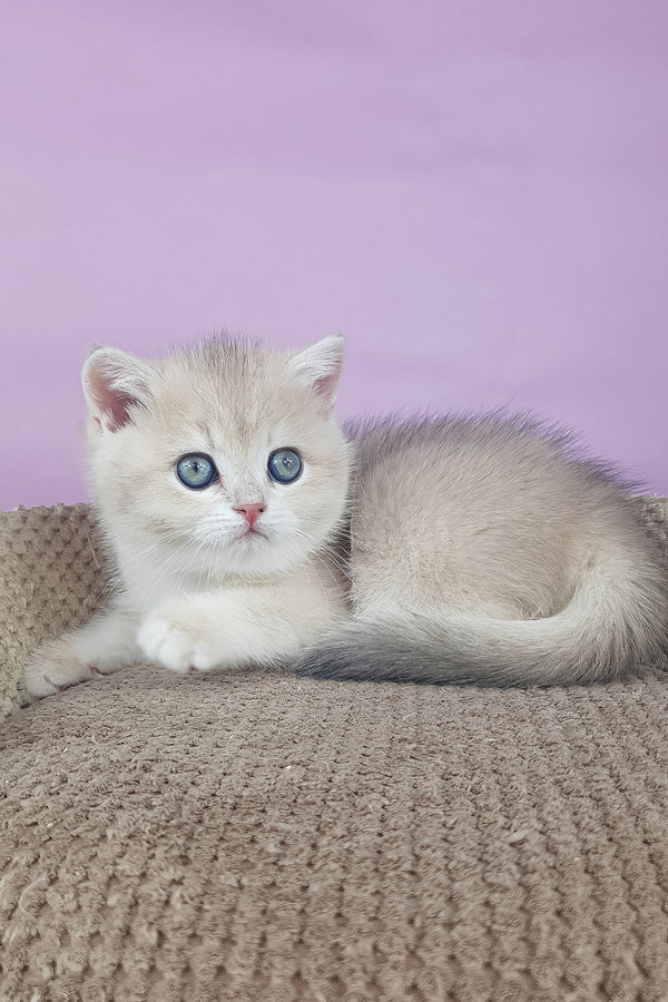 Adelle | British Shorthair Kitten