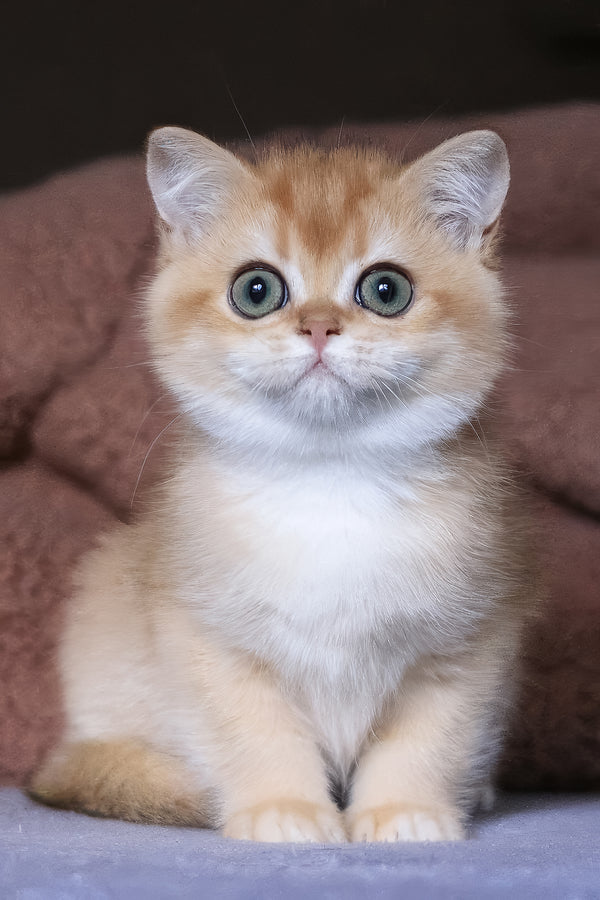 Afina | British Shorthair Kitten