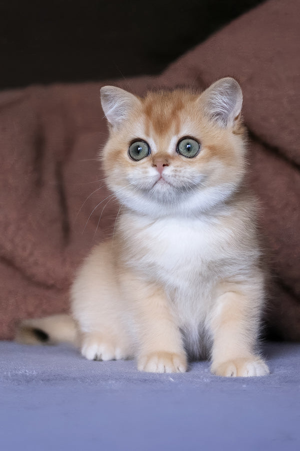 Afina | British Shorthair Kitten