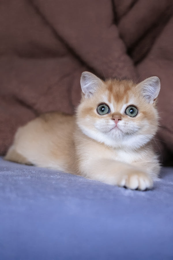 Afina | British Shorthair Kitten