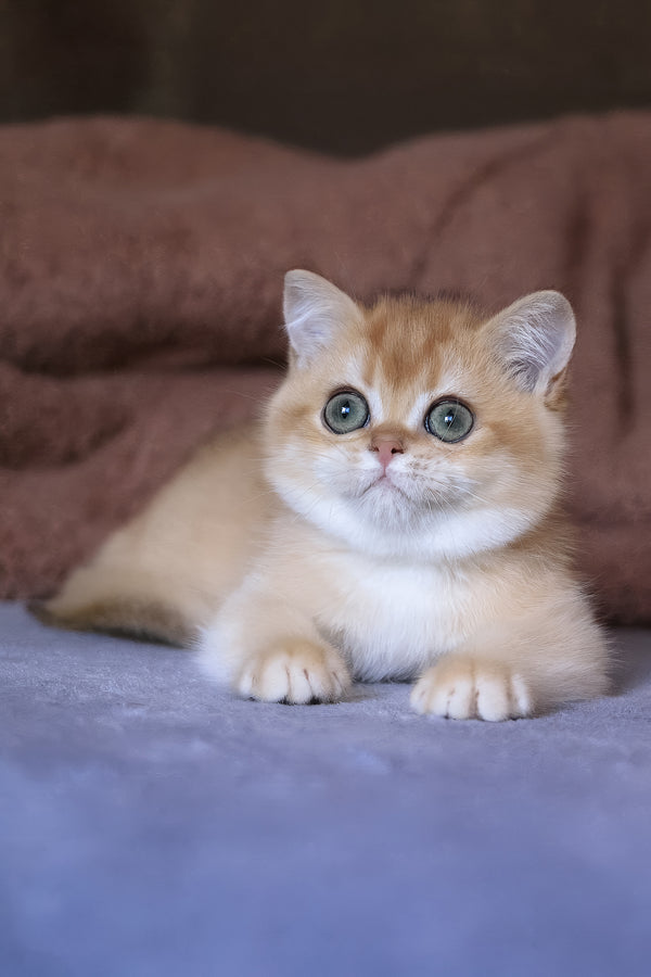 Afina | British Shorthair Kitten