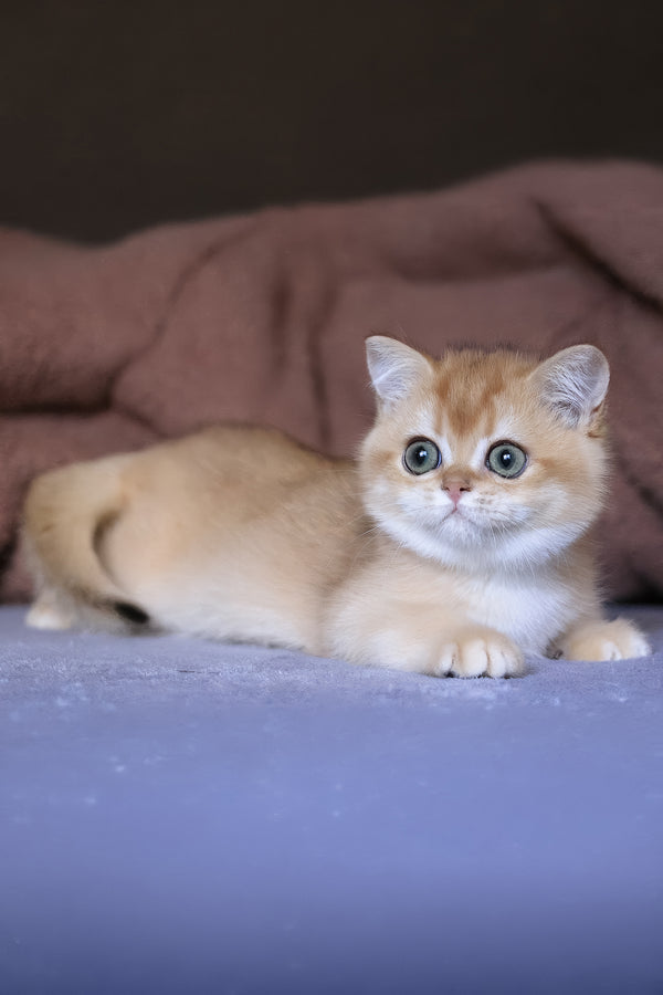 Afina | British Shorthair Kitten