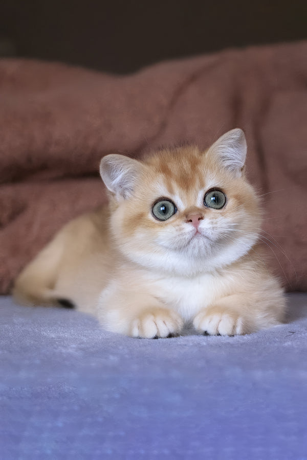 Afina | British Shorthair Kitten