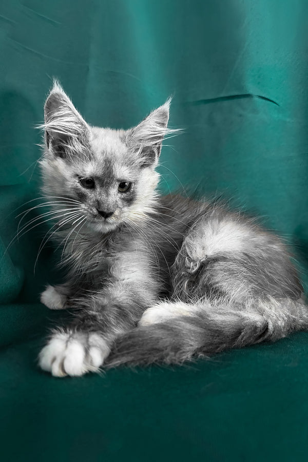 Afina | Maine Coon Kitten