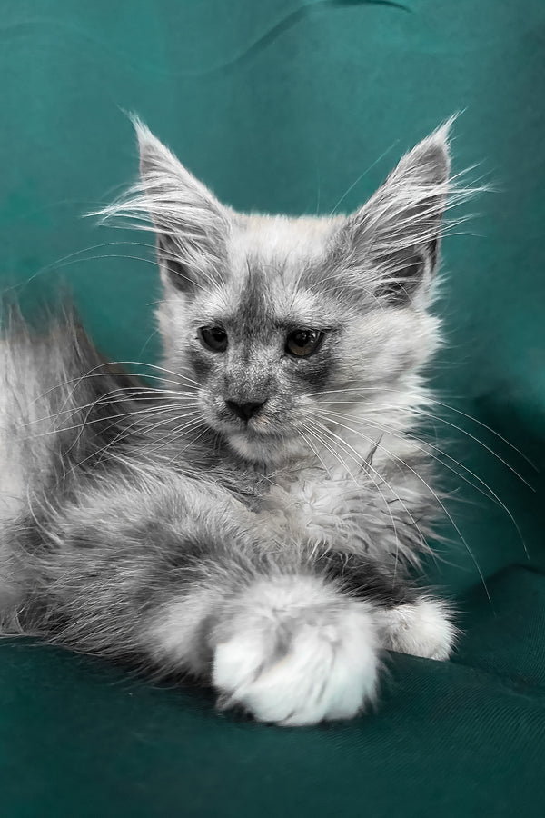 Afina | Maine Coon Kitten