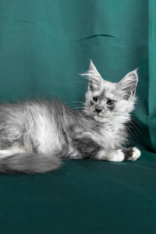 Afina | Maine Coon Kitten