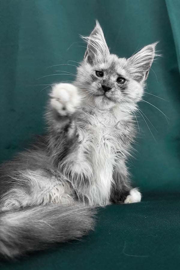 Afina | Maine Coon Kitten