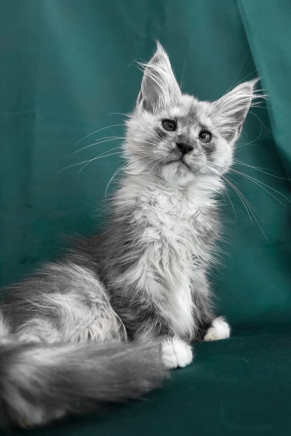 Afina | Maine Coon Kitten