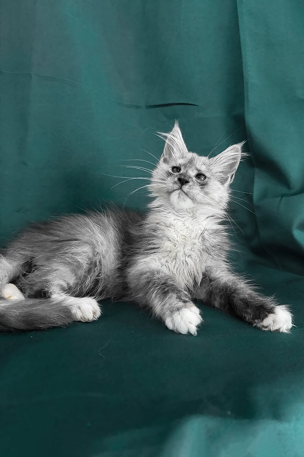 Afina | Maine Coon Kitten