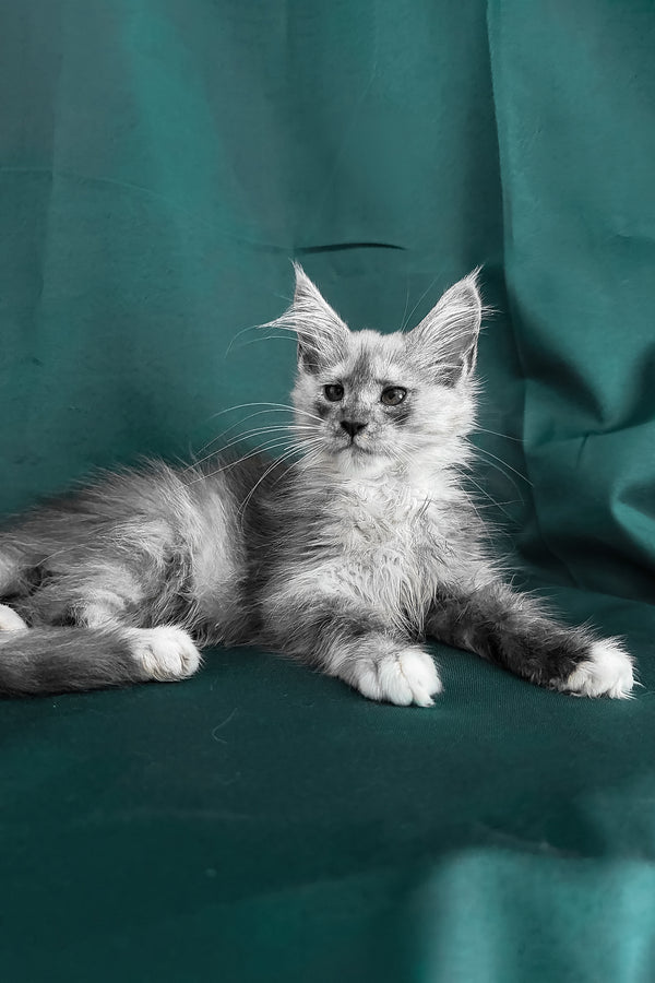 Afina | Maine Coon Kitten