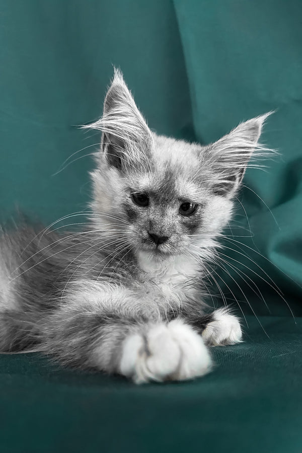 Afina | Maine Coon Kitten