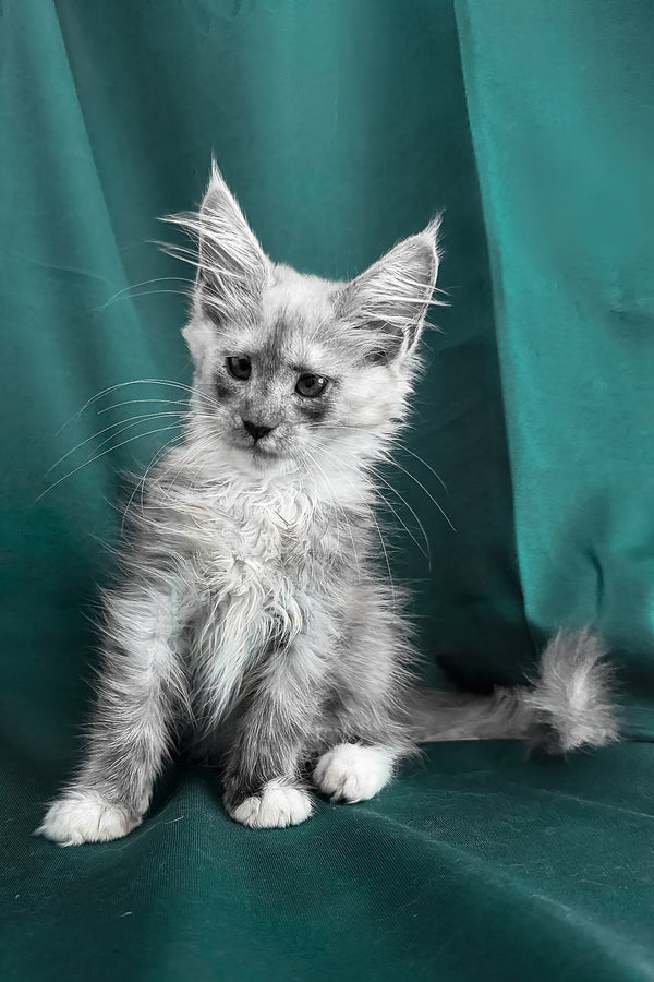 Afina | Maine Coon Kitten