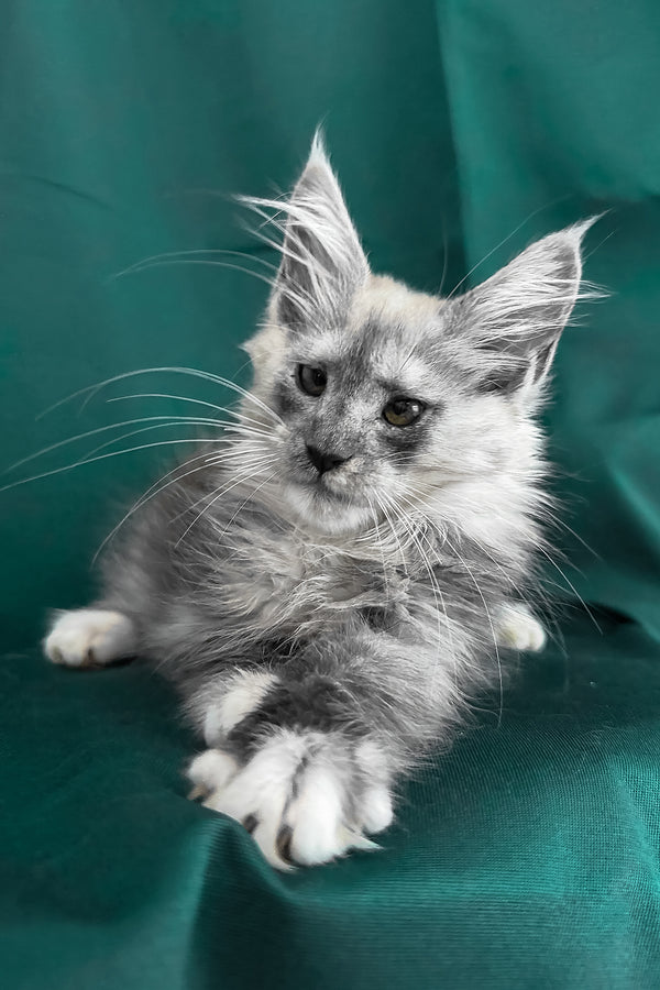 Afina | Maine Coon Kitten