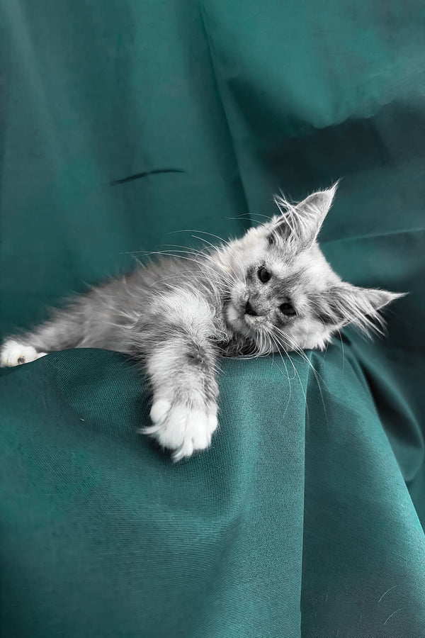Afina | Maine Coon Kitten
