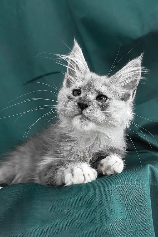 Afina | Maine Coon Kitten