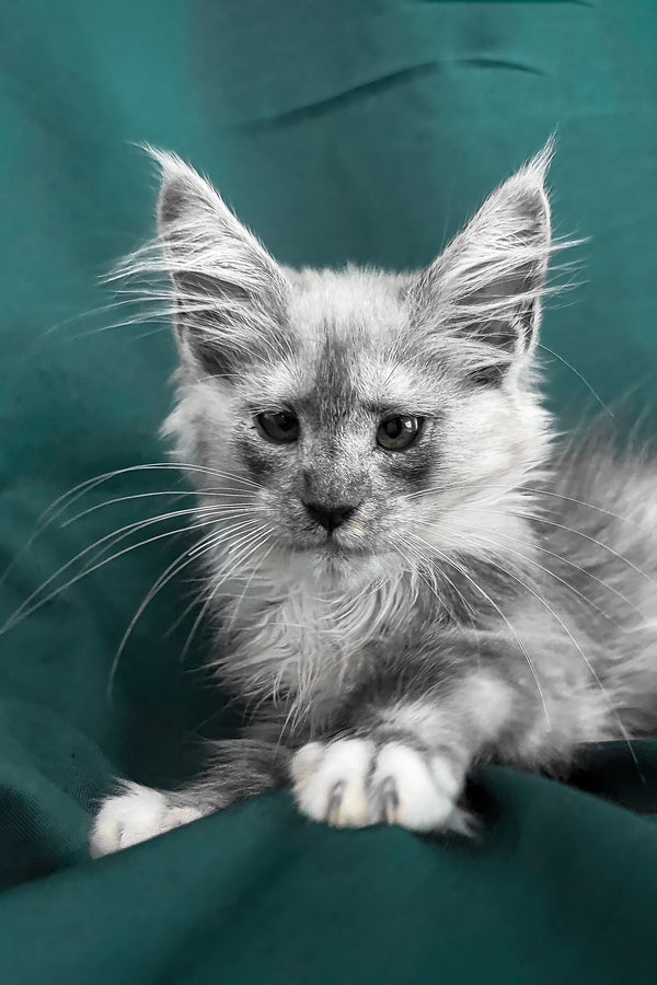 Afina | Maine Coon Kitten