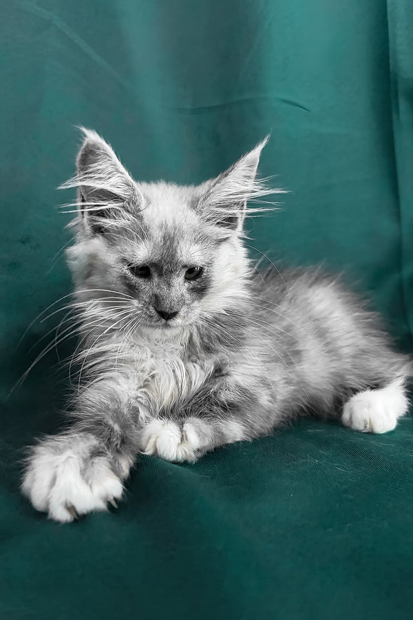 Afina | Maine Coon Kitten