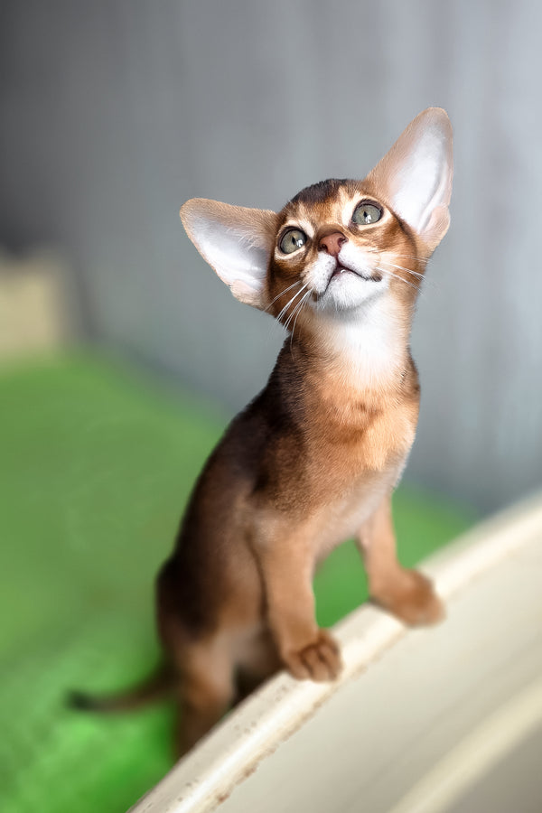 Afina | Abyssinian Kitten