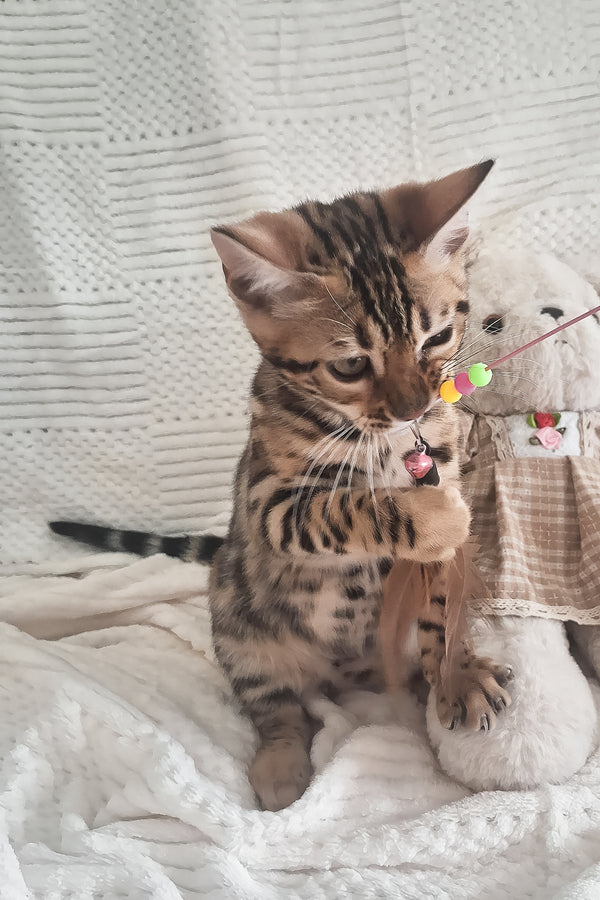 Afina | Bengal Kitten