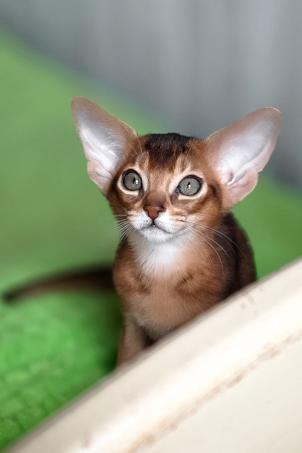 Afina | Abyssinian Kitten