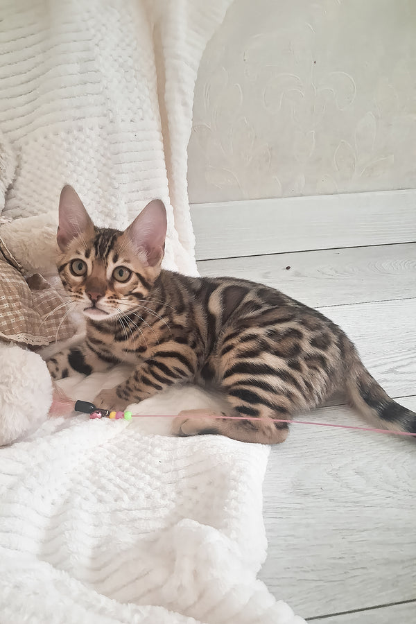 Afina | Bengal Kitten