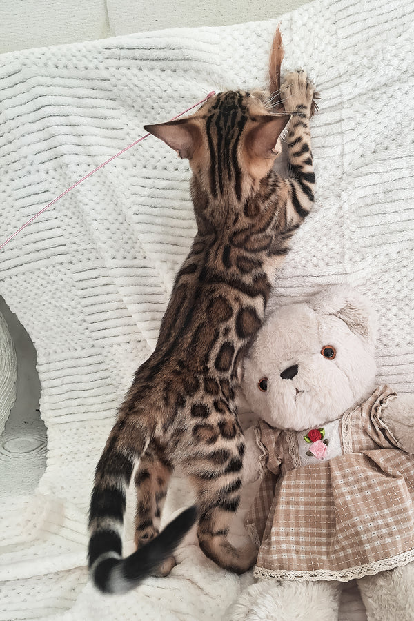 Afina | Bengal Kitten