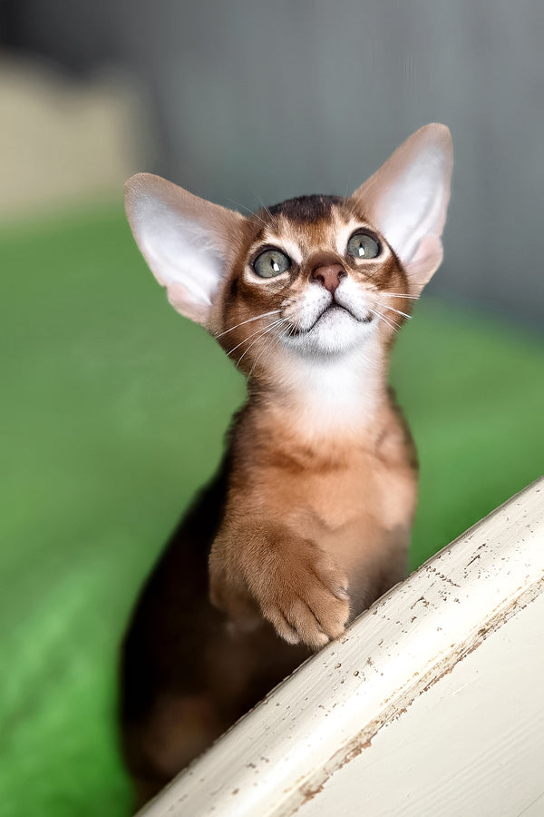 Afina | Abyssinian Kitten