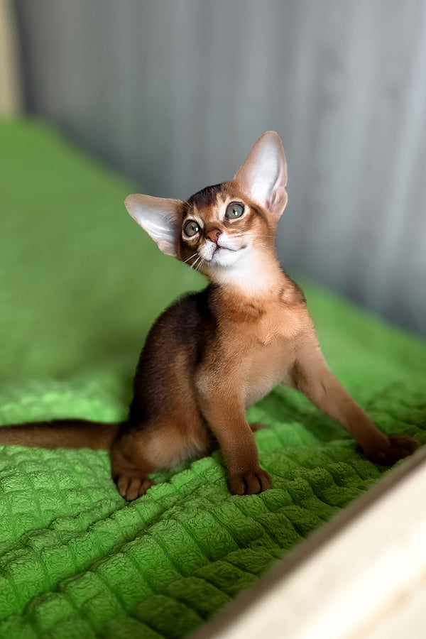 Afina | Abyssinian Kitten