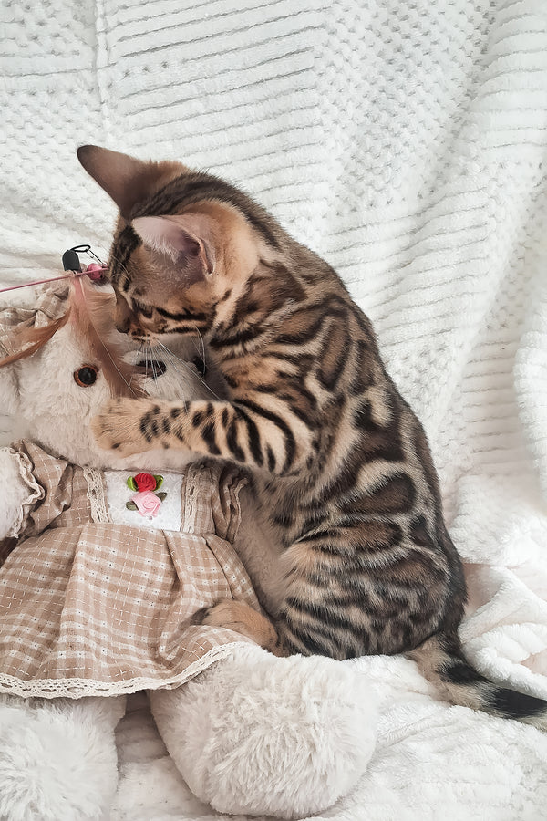 Afina | Bengal Kitten