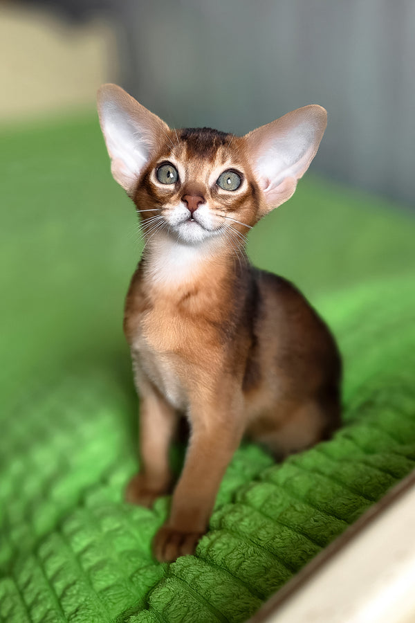 Afina | Abyssinian Kitten