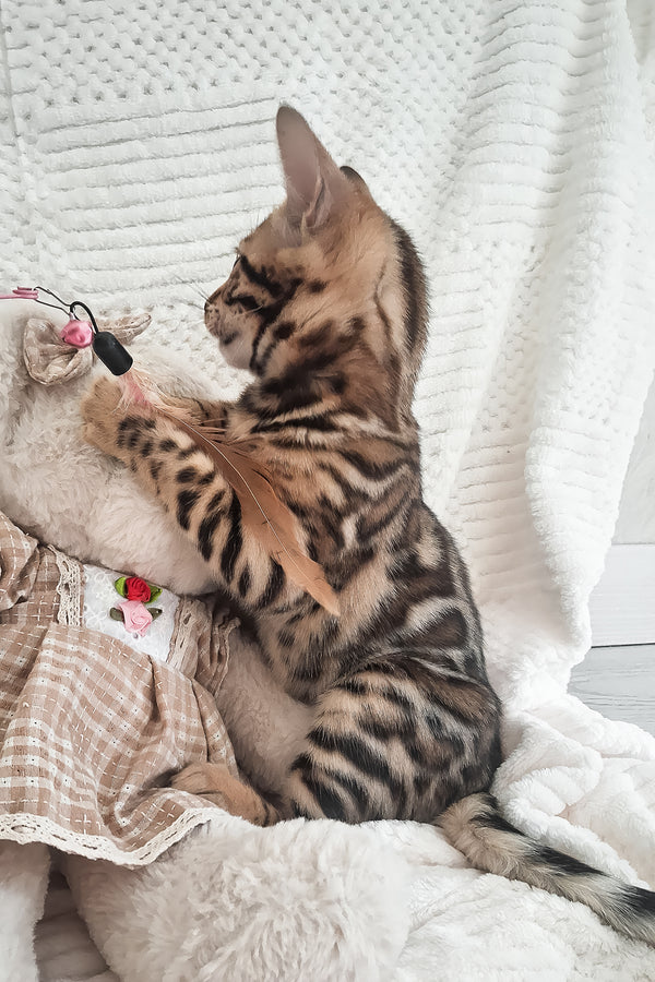Afina | Bengal Kitten