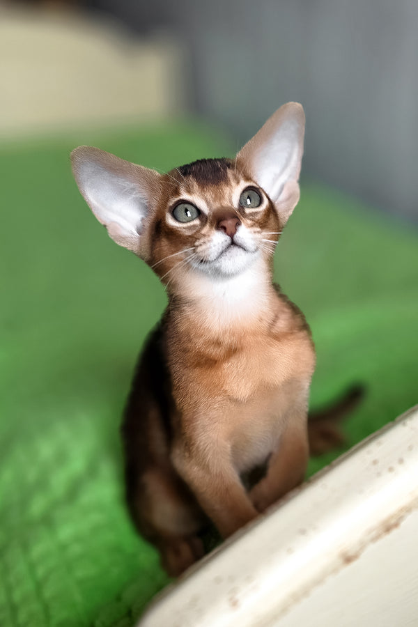 Afina | Abyssinian Kitten