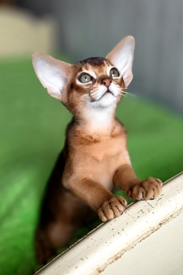 Afina | Abyssinian Kitten