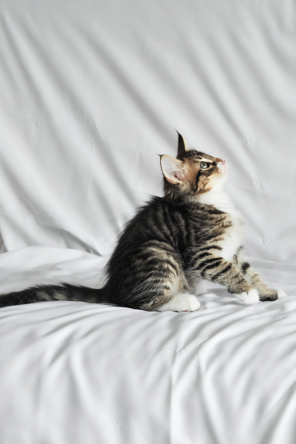 Agate | Norwegian Forest Kitten