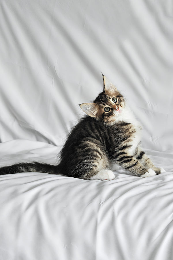 Agate | Norwegian Forest Kitten