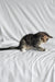 Agate | Norwegian Forest Kitten