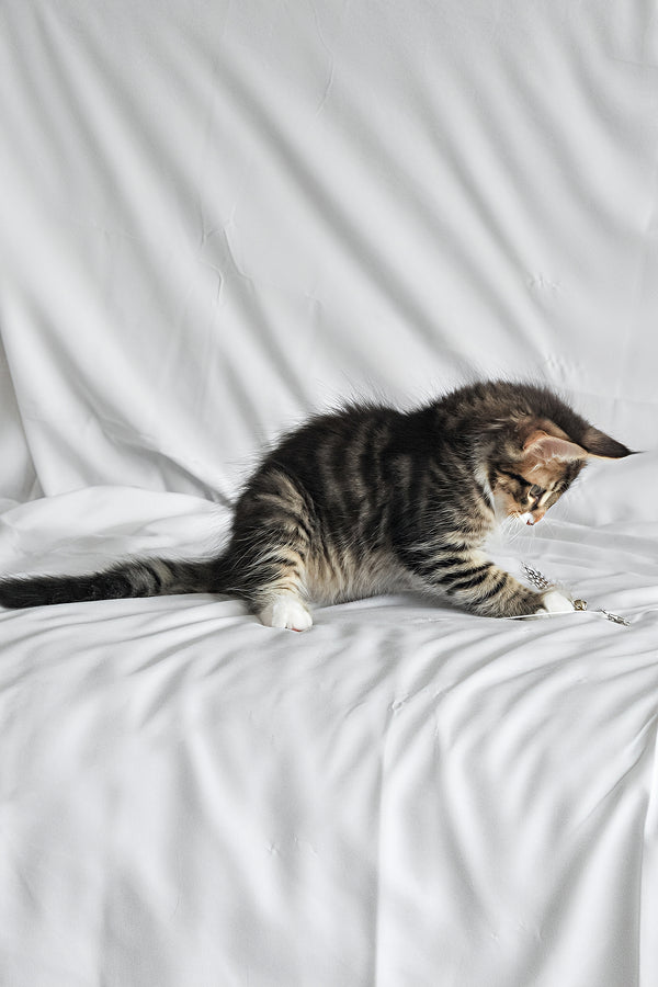 Agate | Norwegian Forest Kitten