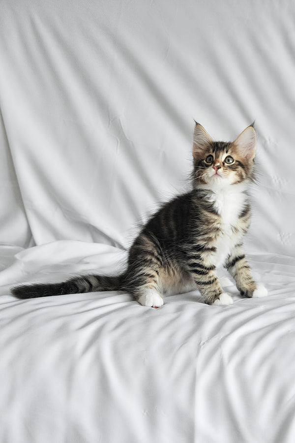 Agate | Norwegian Forest Kitten