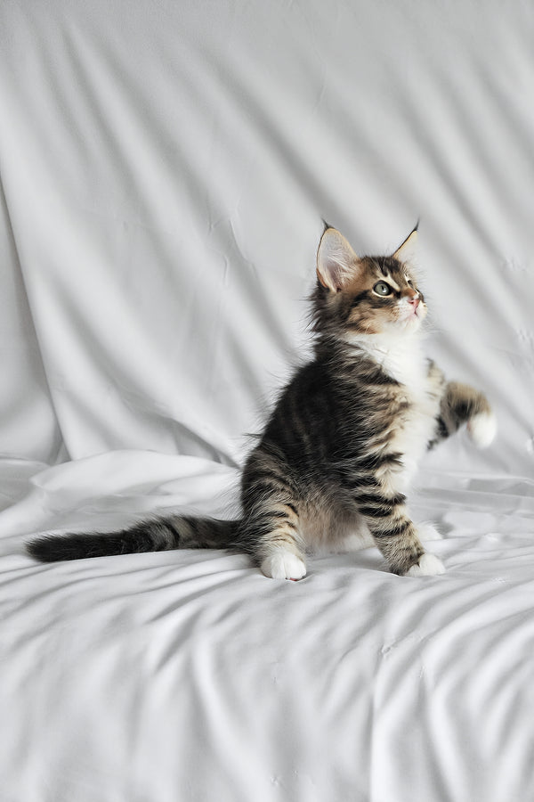 Agate | Norwegian Forest Kitten