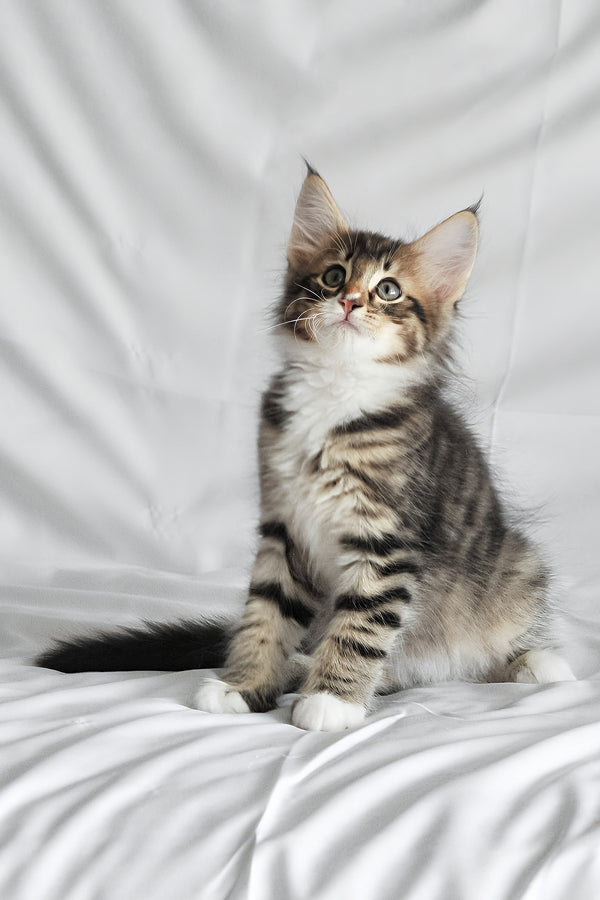 Agate | Norwegian Forest Kitten