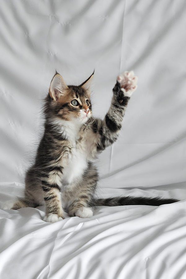 Agate | Norwegian Forest Kitten