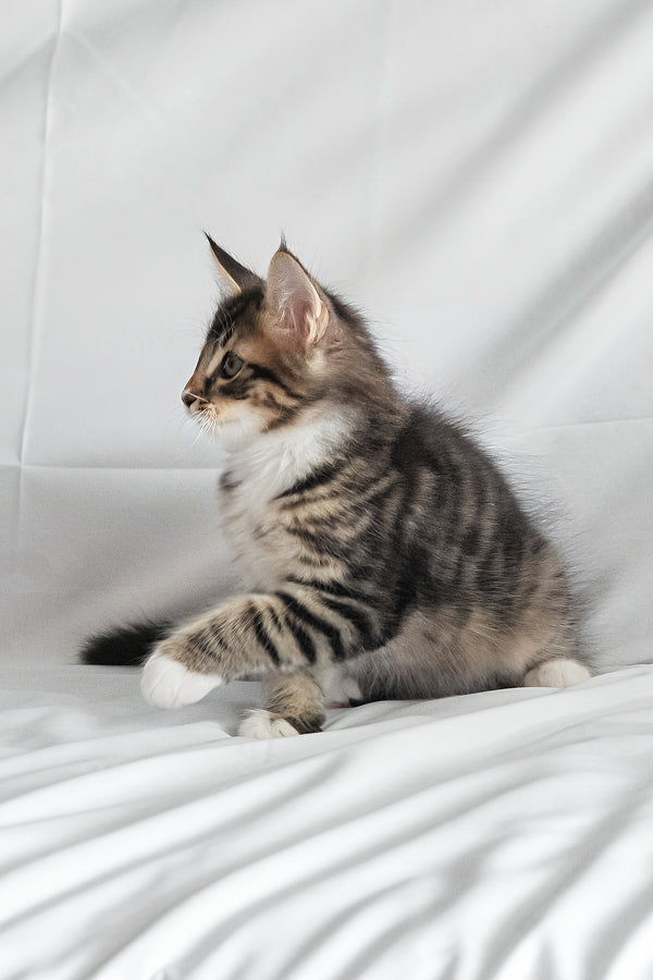 Agate | Norwegian Forest Kitten