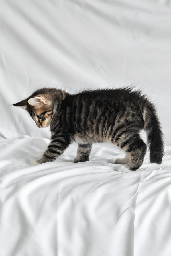 Agate | Norwegian Forest Kitten