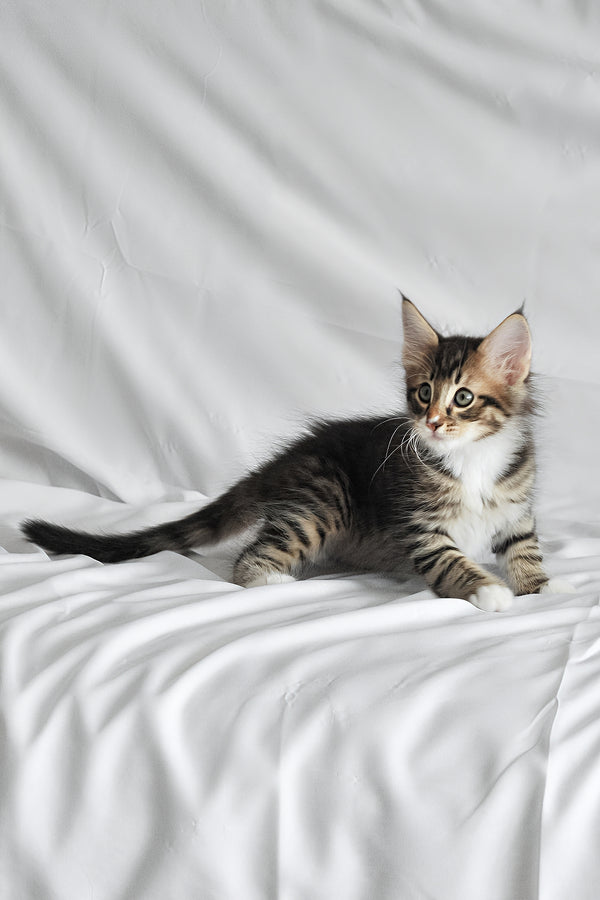 Agate | Norwegian Forest Kitten