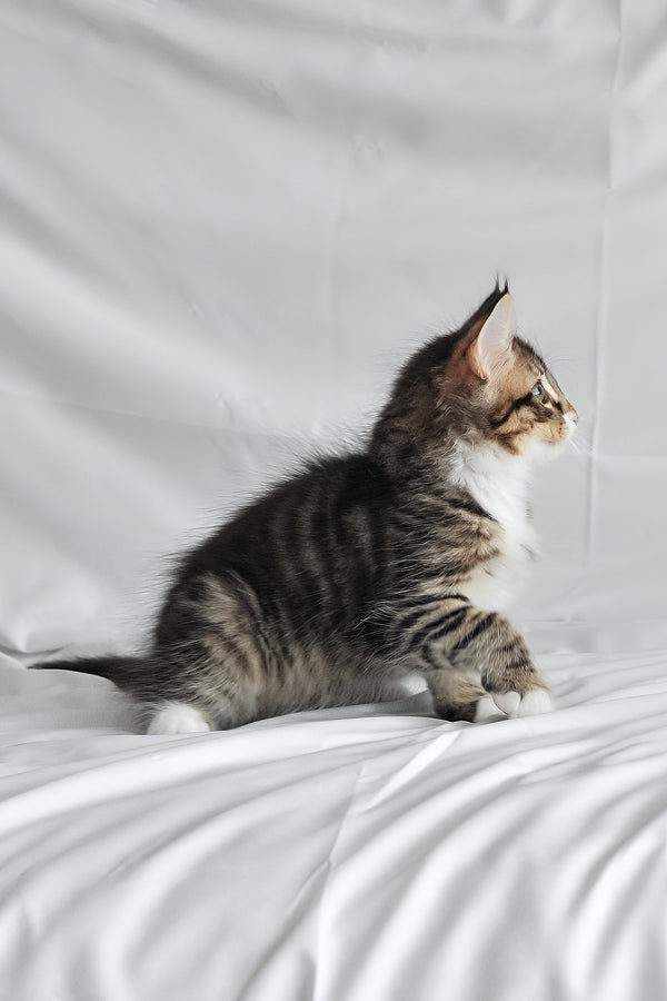 Agate | Norwegian Forest Kitten