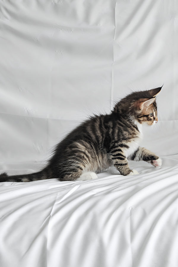 Agate | Norwegian Forest Kitten