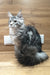 Agatha | Maine Coon Kitten