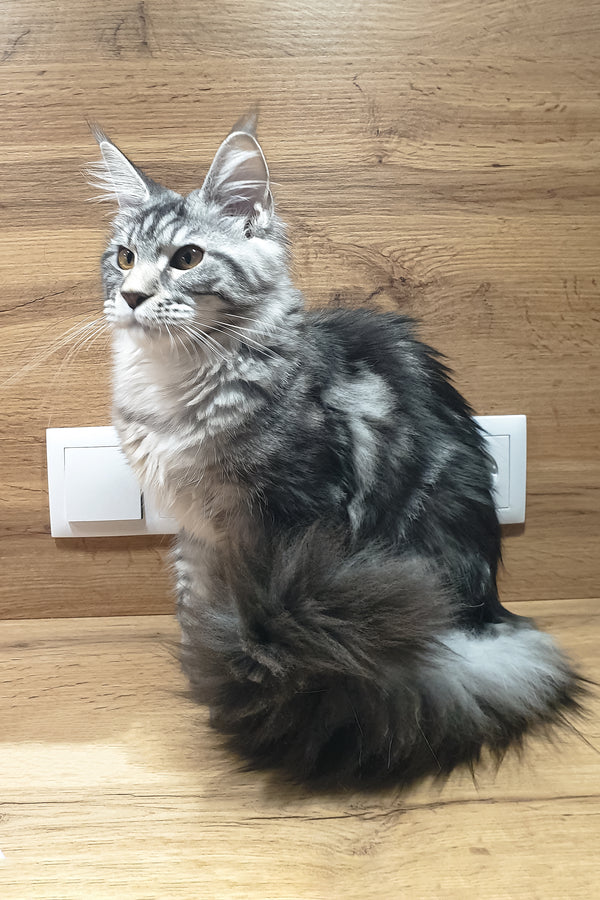 Agatha | Maine Coon Kitten